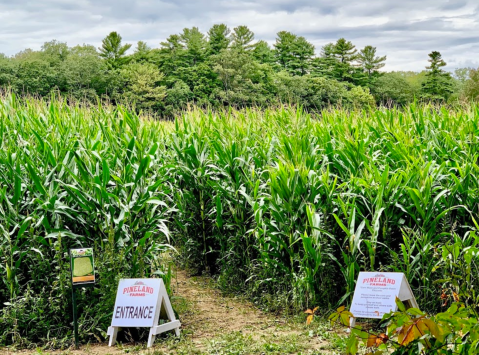 This Trivia Corn Maze Is Returning To Maine This Autumn And It's Absolutely Magical