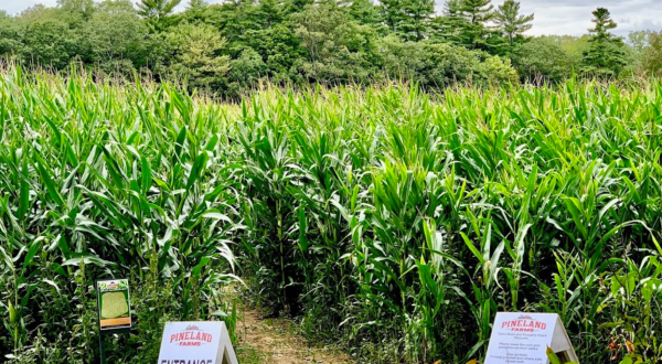 This Trivia Corn Maze Is Returning To Maine This Autumn And It’s Absolutely Magical