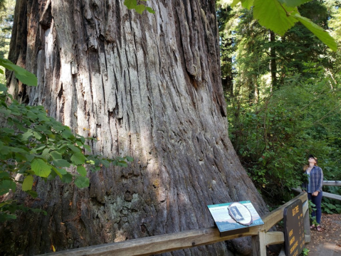 The Easily Accessible Big Tree Wayside In Northern California Is Only Steps From The Parking Lot