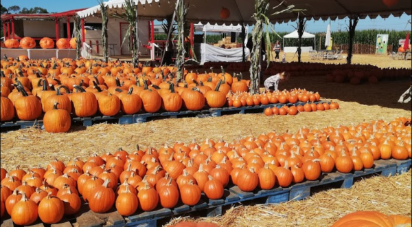 The Epic Pumpkin Patch In Southern California With A Corn Maze And Apple Cannon Is A Fun Family Adventure