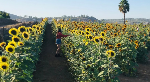 The Festive Sunflower Farm In Southern California Where You Can Cut Your Own Flowers