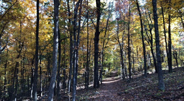 Fox Hollow Loop Is A Short And Sweet Virginia Trail With Enchanting Fall Colors