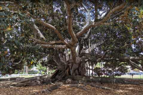 The Massive Moreton Bay Fig Tree Tucked Inside This Southern California Park Is A Sight To Behold