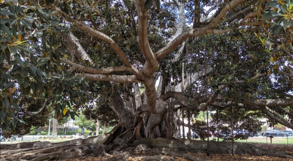 The Massive Moreton Bay Fig Tree Tucked Inside This Southern California Park Is A Sight To Behold