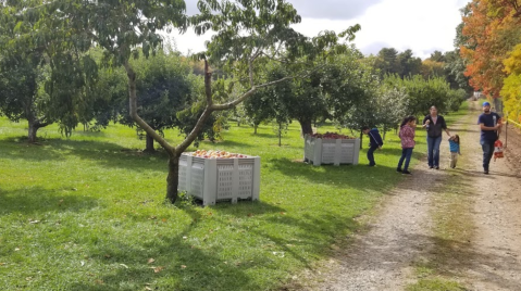 It's Time For Apple Picking (And Apple Donuts) At Pippin Orchard In Rhode Island
