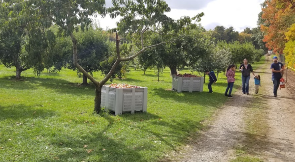 It’s Time For Apple Picking (And Apple Donuts) At Pippin Orchard In Rhode Island