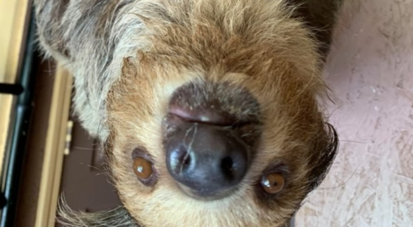 You Can Play With A Baby Two-Toed Sloth At Zootastic, A Safari Park In North Carolina