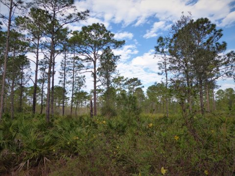Take An Easy Loop Trail To Enter Another World At Little Big Econ State Forest In Florida
