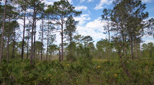 Take An Easy Loop Trail To Enter Another World At Little Big Econ State Forest In Florida