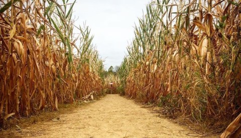 A Jurassic Corn Maze Is ComingTo Maryland This Autumn And It's Absolutely Magical