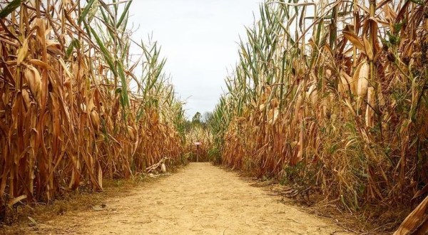 A Jurassic Corn Maze Is ComingTo Maryland This Autumn And It’s Absolutely Magical