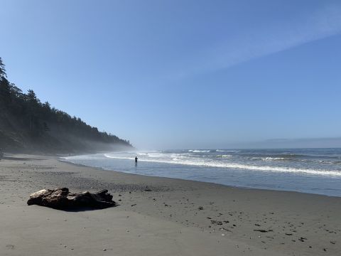 Washington's Kalaloch 4th Beach Trail Is A Unique Place To Visit