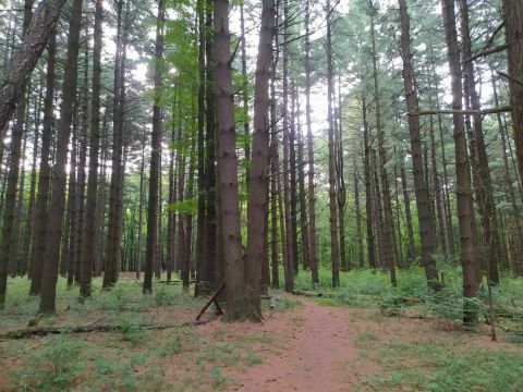 Get Lost In A Pine Grove Maze At Oak Openings Nature Preserve In Ohio