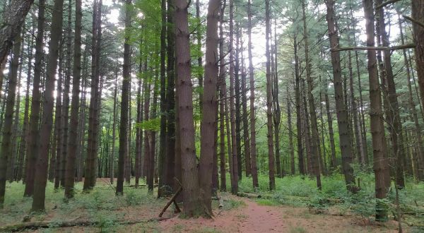 Get Lost In A Pine Grove Maze At Oak Openings Nature Preserve In Ohio
