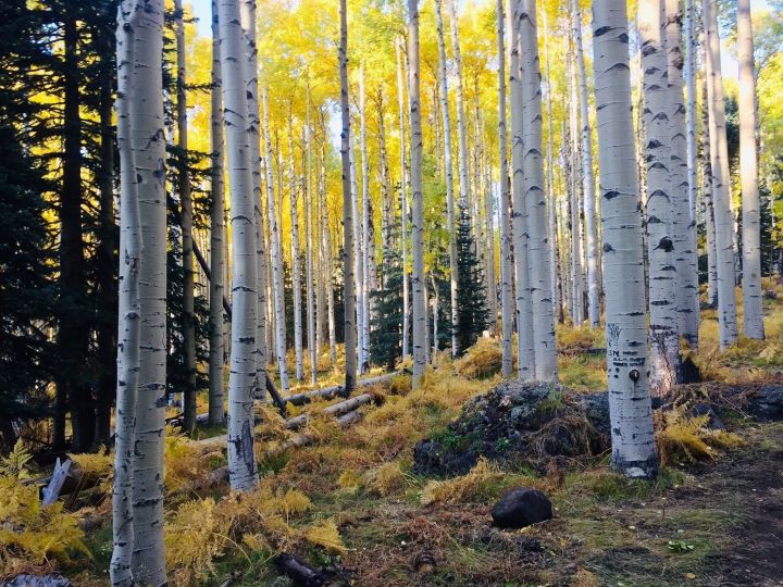 places to visit in flagstaff during fall