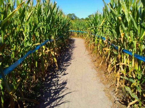 This 'Living Puzzle' Corn Maze Is Returning To Florida This Autumn And It's Absolutely Huge