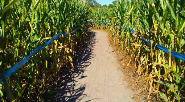 This “Living Puzzle” Corn Maze Is Returning To Florida This Autumn And It’s Absolutely Huge