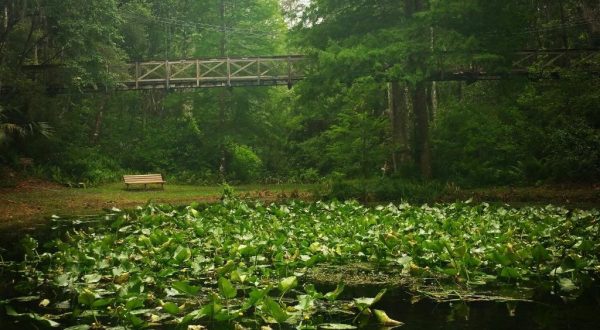 Ravine Gardens State Park In Florida Is So Hidden Most Locals Don’t Even Know About It