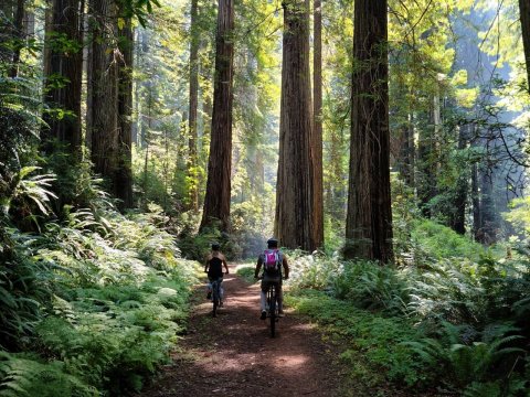 Take A Bike Tour Through The Redwood Forest For The Ultimate Northern California Adventure