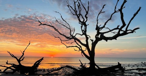 Driftwood Beach Is A Fascinating Spot In Georgia That's Straight Out Of A Fairy Tale