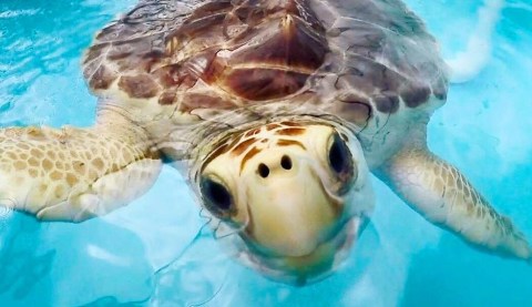 Visit The Turtle Hospital In Florida And Learn All About Endangered Sea Turtles