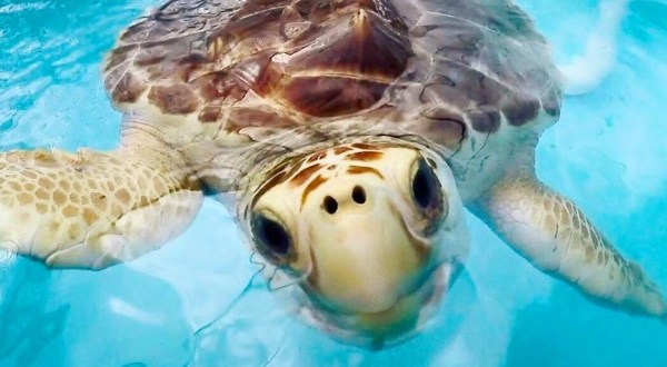 Visit The Turtle Hospital In Florida And Learn All About Endangered Sea Turtles