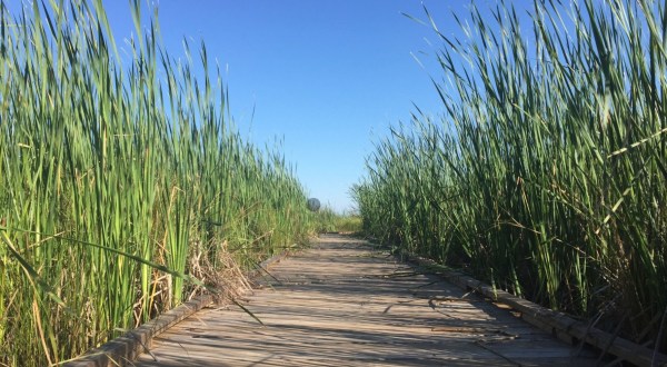 The Cane Bayou Track Trail Might Be One Of The Most Beautiful Short-And-Sweet Hikes To Take In Louisiana