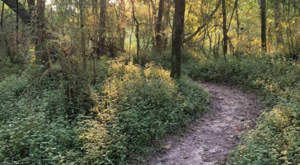 Enjoy Pure Tranquility Hiking The Comite Park Trail In Louisiana