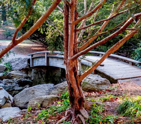 Explore The 281-Acre Arnold Arboretum Of Harvard In Massachusetts, A Beautiful Year Round Destination