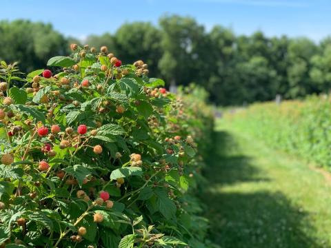 A Picturesque Farm And Winery, Holmberg Orchards Is A Must-Visit Destination In Connecticut