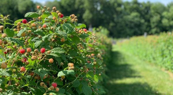 A Picturesque Farm And Winery, Holmberg Orchards Is A Must-Visit Destination In Connecticut