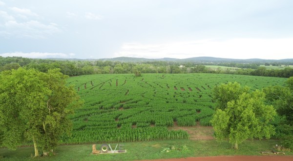 Navigate Virginia’s Largest Corn Maze At Liberty Mills Farm For A Festive Fall Adventure