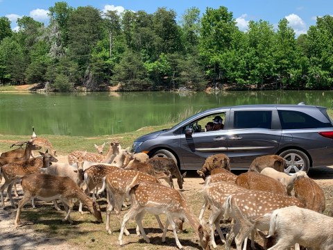 See Sheep, Deer, Donkeys, And Alpacas Up Close At Hollywild, A Drive-Thru Adventure In South Carolina