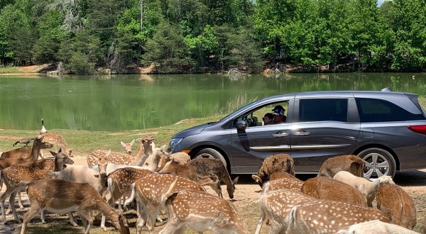 See Sheep, Deer, Donkeys, And Alpacas Up Close At Hollywild, A Drive-Thru Adventure In South Carolina