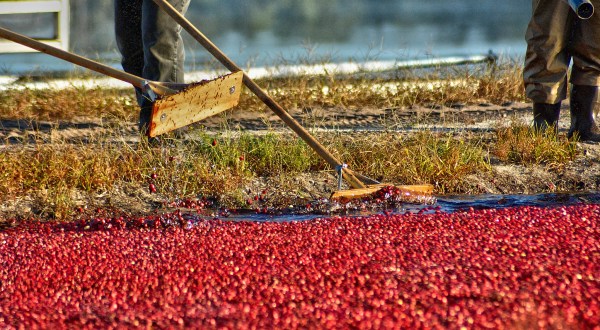 New Jersey’s Brand New Cranberry Trail Is A Perfect Fall Drive