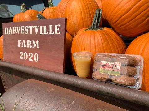 Treat Your Tastebuds To A Fall Delicacy When You Feast On Apple Cider Donuts From Harvestville Farm In Iowa
