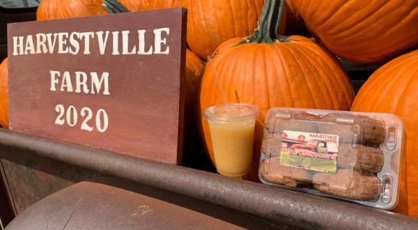 Treat Your Tastebuds To A Fall Delicacy When You Feast On Apple Cider Donuts From Harvestville Farm In Iowa