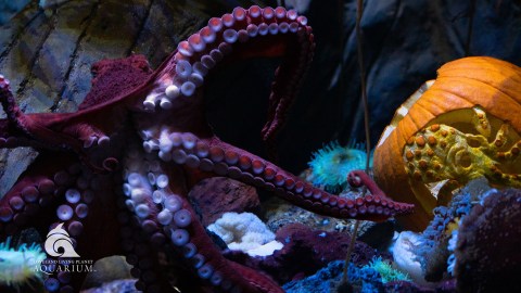 Utah's Loveland Aquarium Is Haunted This Halloween, And It's Full Of Tricks And Treats