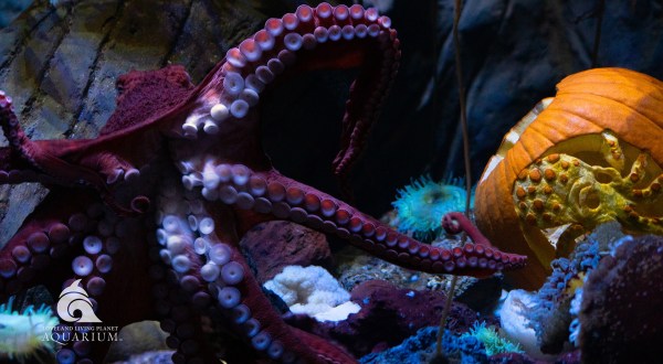 Utah’s Loveland Aquarium Is Haunted This Halloween, And It’s Full Of Tricks And Treats