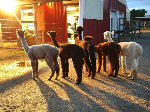 Cozy Up With Critters This Season At Our Little World Alpacas Near Cleveland
