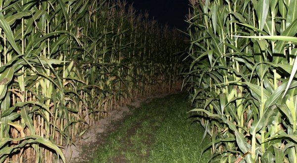 The Haunted New Salem Corn Maze In Michigan Is Frightfully Fun