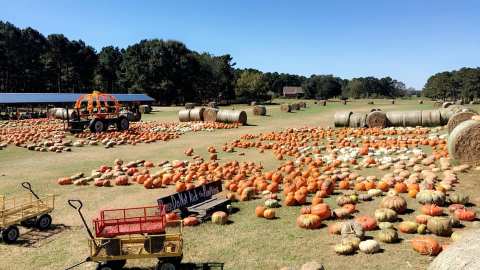 Don't Let The Fall Season Pass Without A Visit To Mitchell Farms, Mississippi's Best Pumpkin Patch