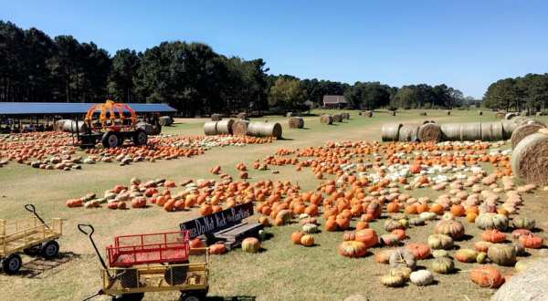 Don’t Let The Fall Season Pass Without A Visit To Mitchell Farms, Mississippi’s Best Pumpkin Patch