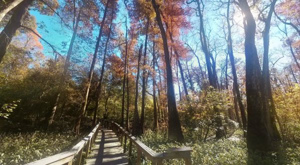 You’ll Fall In Love With Louisiana Again Wandering Through The Bluebonnet Swamp Nature Center In Louisiana