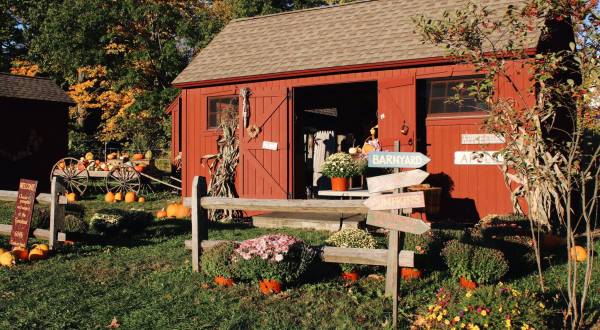 Pick Pumpkins Off The Vine At Warrup’s Farm, A Lovely Fall Destination In Connecticut