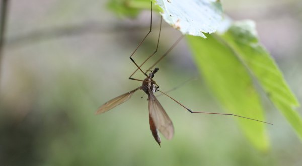 Crane Flies Are Invading Ohio This Fall And They Look Like Giant Mosquitoes