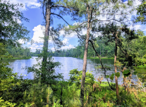 Get Lost In A Sea Of Emerald Green At The Kincaid Recreation Area In Louisiana