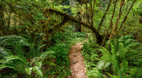 The Hoh Rainforest Is A Fascinating Spot in Washington That’s Straight Out Of A Fairy Tale
