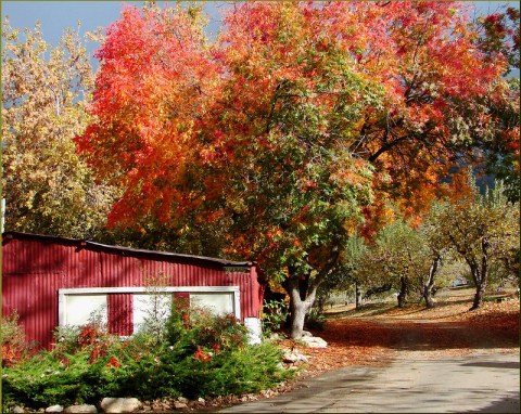 The Fall Leaves Are Popping With Color In Southern California And You Don't Want To Miss It