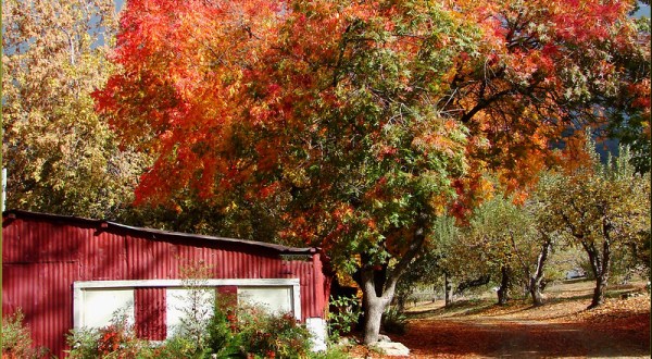 The Fall Leaves Are Popping With Color In Southern California And You Don’t Want To Miss It
